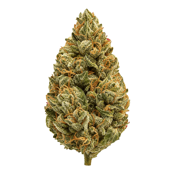enua 27/1 DGB CA Durban Gorilla Online Kaufen