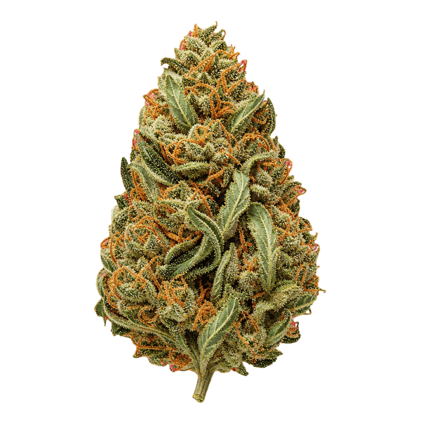 Fire Gold 33/1 WCR Wedding Crasher Cannabis Blüte Online Kaufen