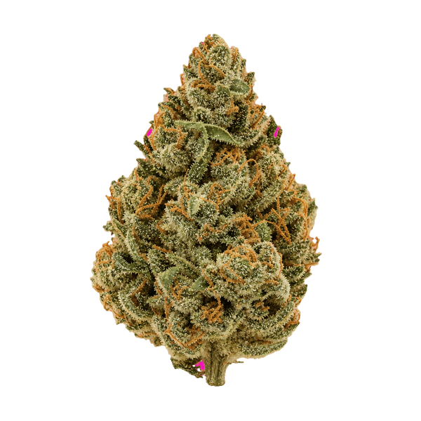 Eufloria 33/1 LBA LA Baker Online Kaufen