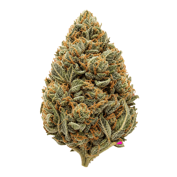 Gripon420 24/1 FLF Fruitloops x Fuel Online Kaufen