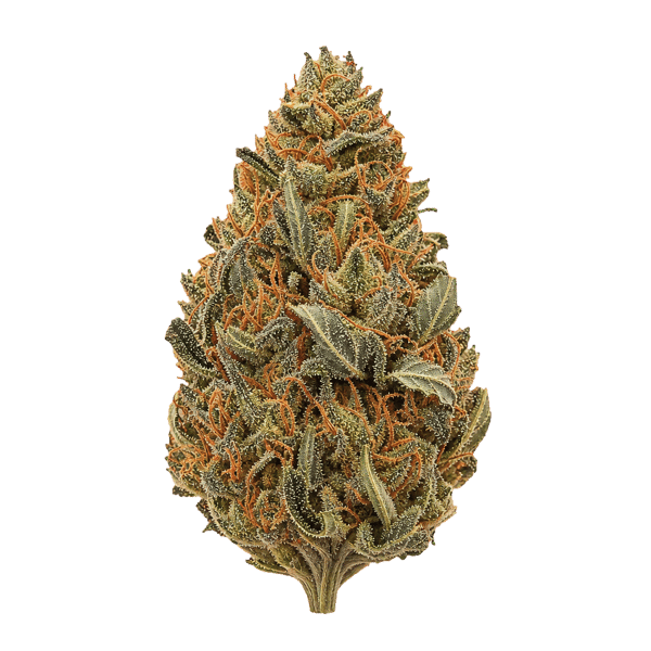 HiDealz 24/1 MS HWH Honeydew Haze Online Kaufen