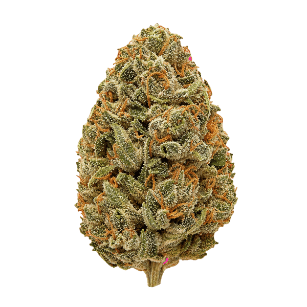 Huala 27/1 CA OSB Orange Sherbet Online Kaufen