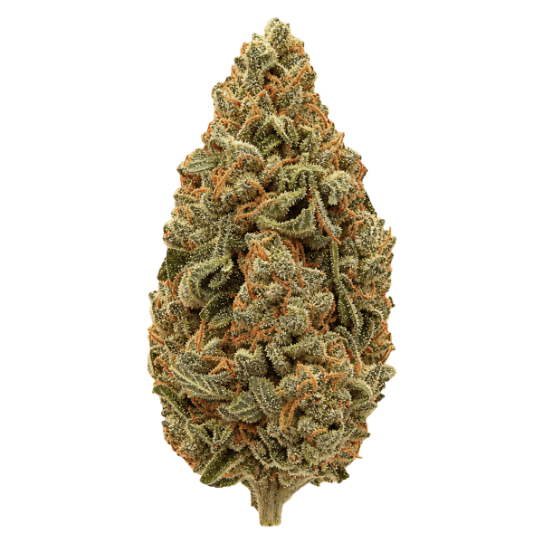 HUALA 30/1 UK CIN Cinderella Kush Online Kaufen