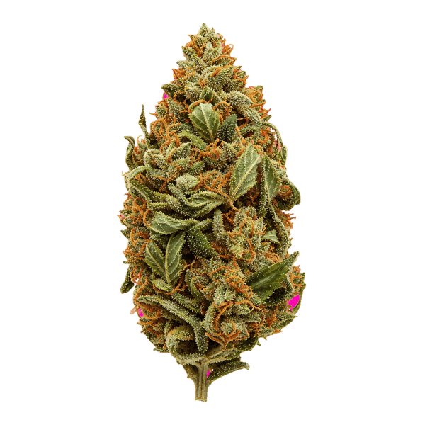 Huala 30/1 UK WTR Waffle Truffle Online Kaufen