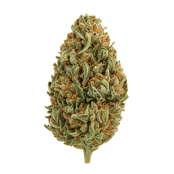 Huala 30/1 CA DBC Durban Cherry Online Kaufen