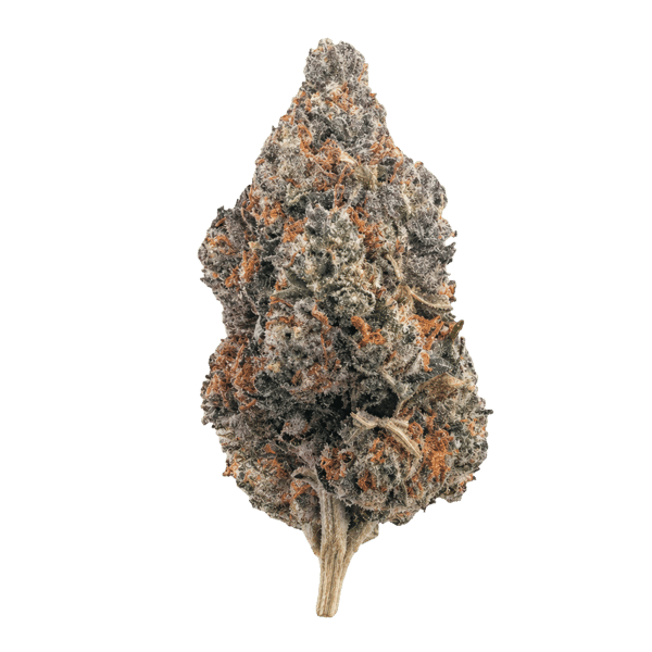 Luana 20/1 GSC Girl Scout Cookies Online Kaufen