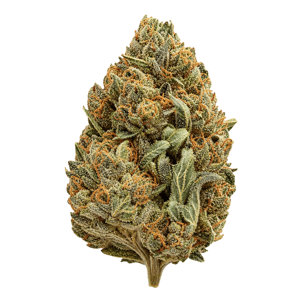 LOT 420 GLOC 29/1 Gelato x Orange Cake Online Kaufen