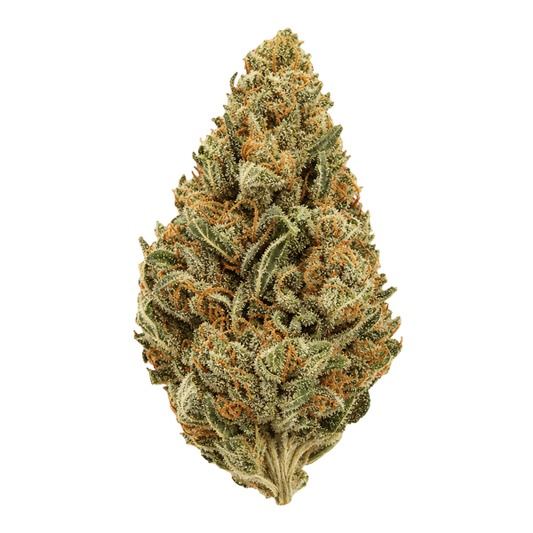 Kush Mountain Craft 27/1 GTH Ghost Train Haze Online Kaufen
