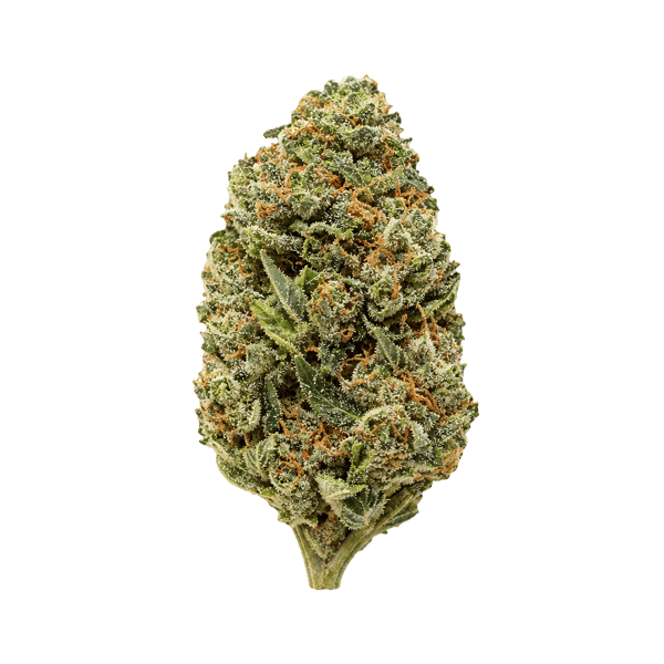 Medical Saints 18/1 HUB Huckleberry Online Kaufen