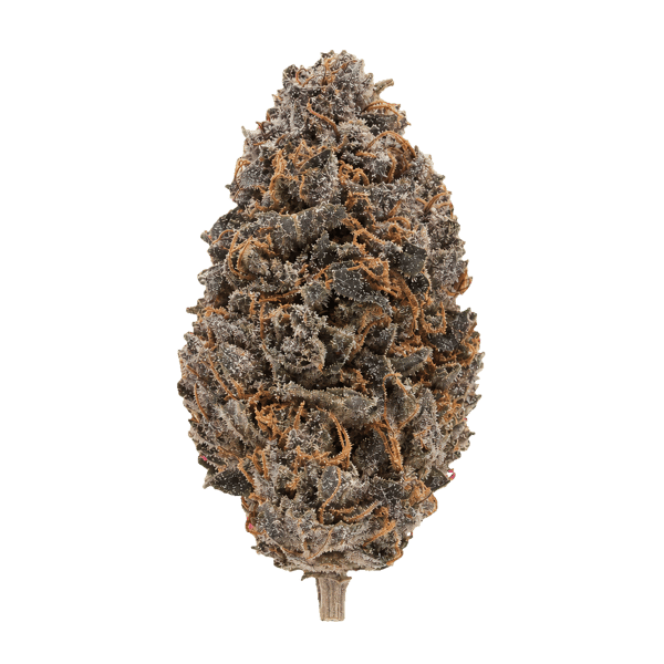 Medical Saints 27/1 HUB Huckleberry Online Kaufen