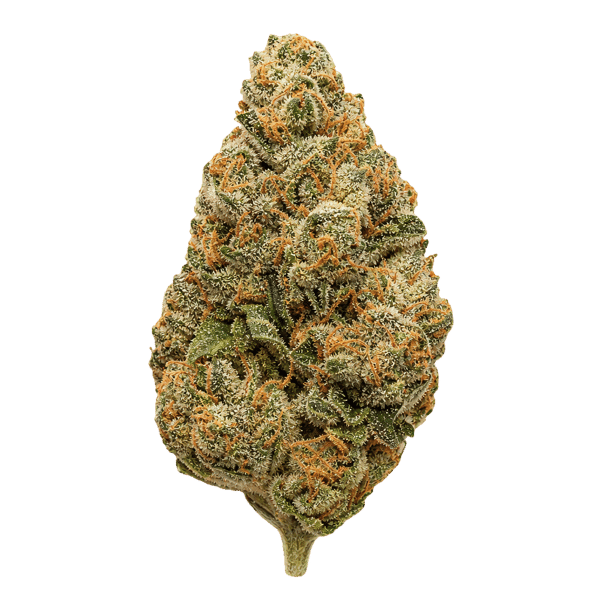 Medical Saints 24/1 MC1 MAC 1 Online Kaufen