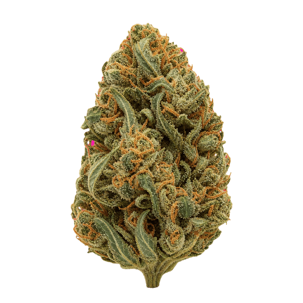 Medical Saints 24/1 ACB Acai Berry Online Kaufen