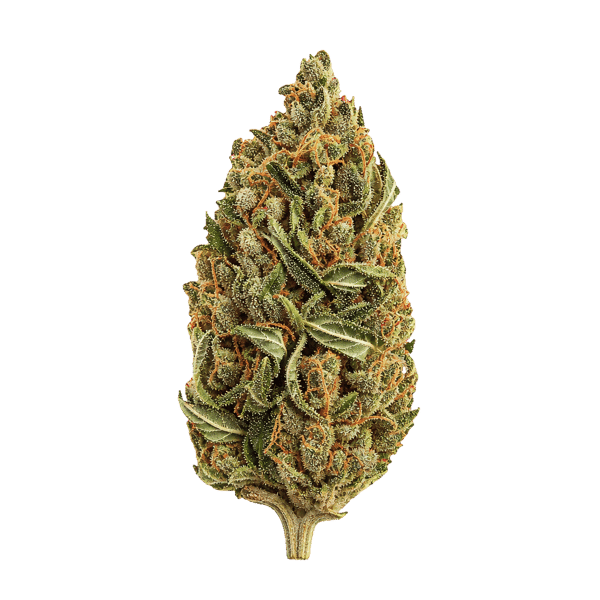 Medical Saints 30/1 SRD Sugar Dreams Online Kaufen