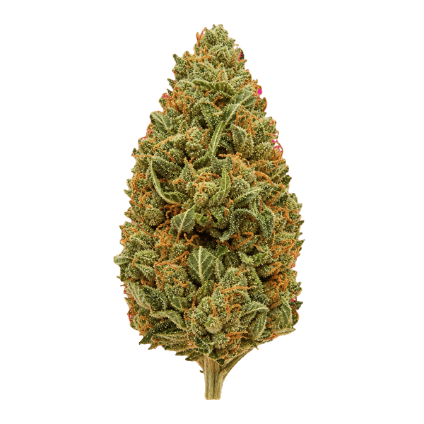 Medical Saints 24/1 HUB Huckleberry Online Kaufen