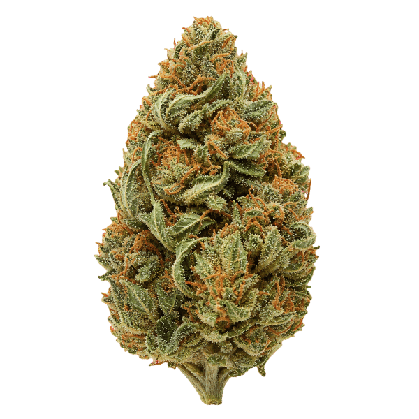 NOC AS 25 ARG Amnesia Kush x Sherbet Sockher Online Kaufen