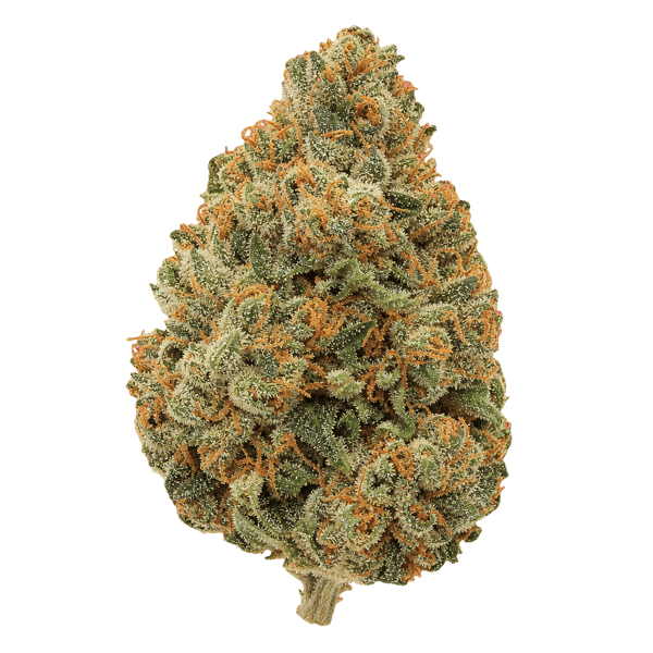 NOC AS 22 ARG Amnesia kush x Sherbet Shocker Online Kaufen