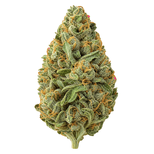 Remexian 27/1 JOI MTC Mojito Cookies Online Kaufen