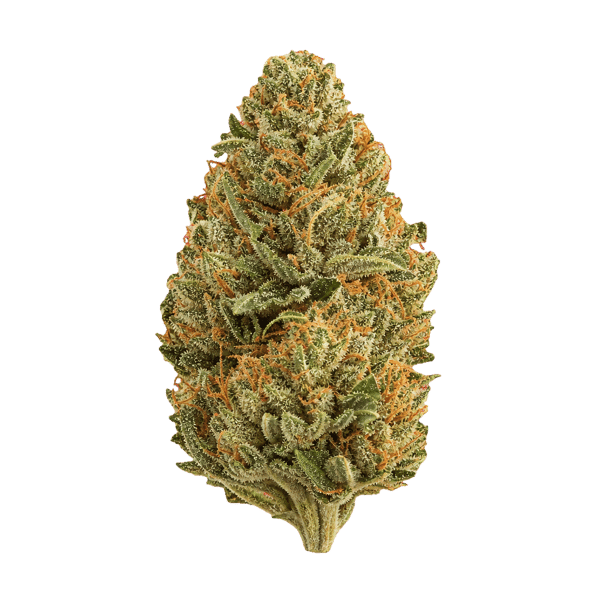 Sibanax Crescendo Cookies 22/1 Online Kaufen