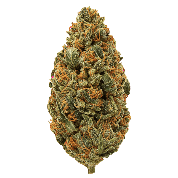 slouu 22/1 AGM CA SBH Strawberry Haze Online Kaufen