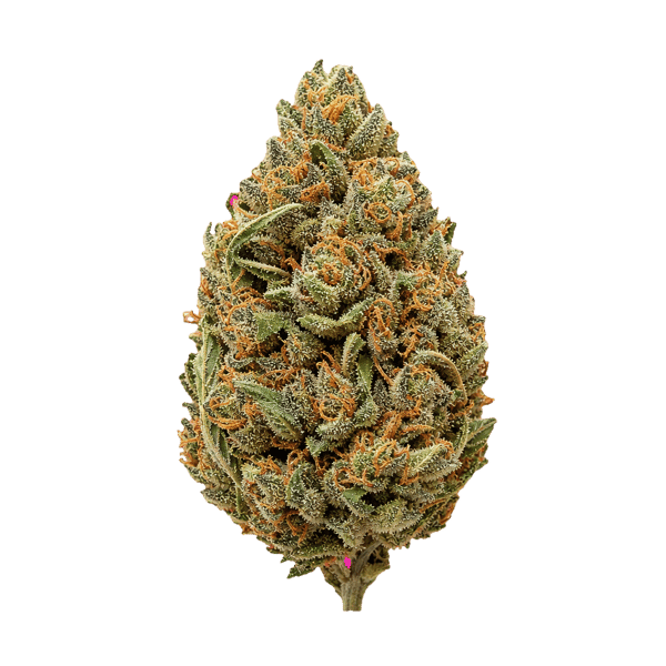 Vasco x Cipher BB 28/1 Blueberry Banana Online Kaufen
