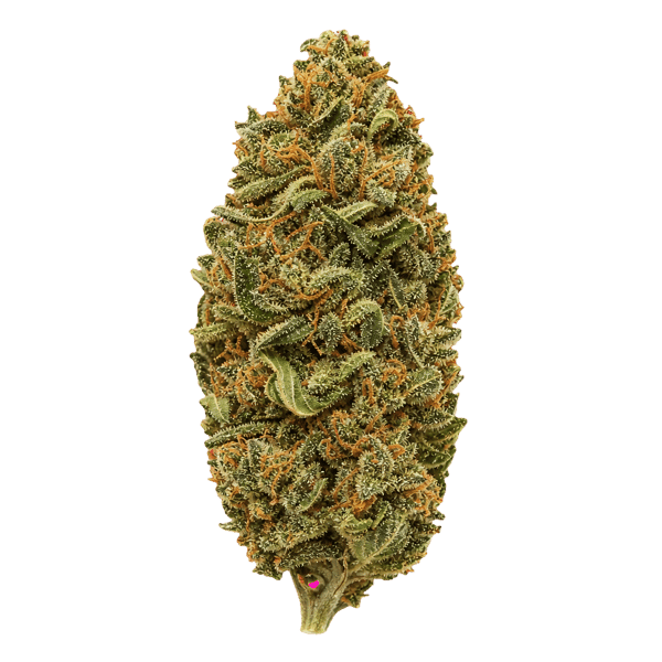 Weeco WW 24/1 DK White Widow Online Kaufen