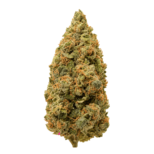 ZOIKS 22/1 SF Sourflare Online Kaufen