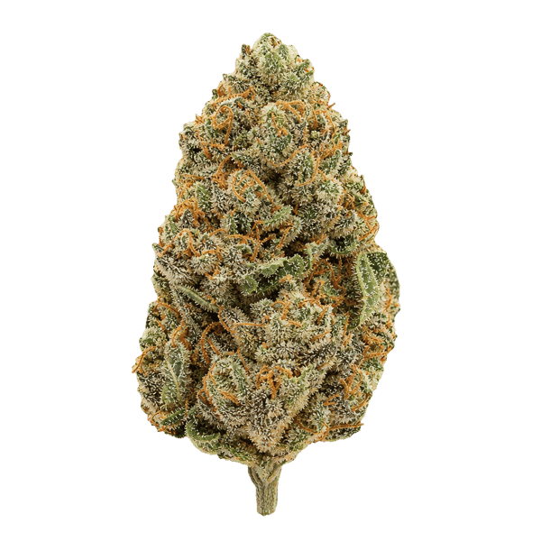 enua 30/1 GKM CA Gelatti Kush Mints Online Kaufen