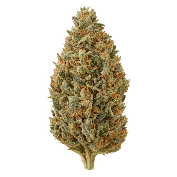 Sinceritas Sativa Verum 24/1 TC Tropical Cake Online Kaufen