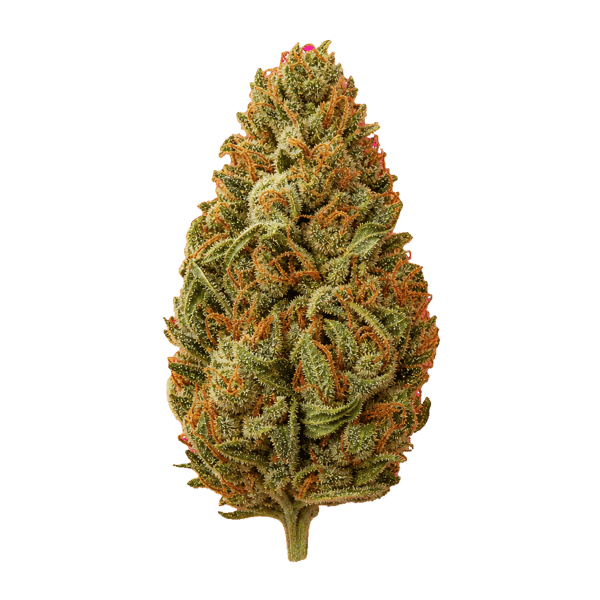 Luana 20/1 Tropic Tropicana Cookies Online Kaufen