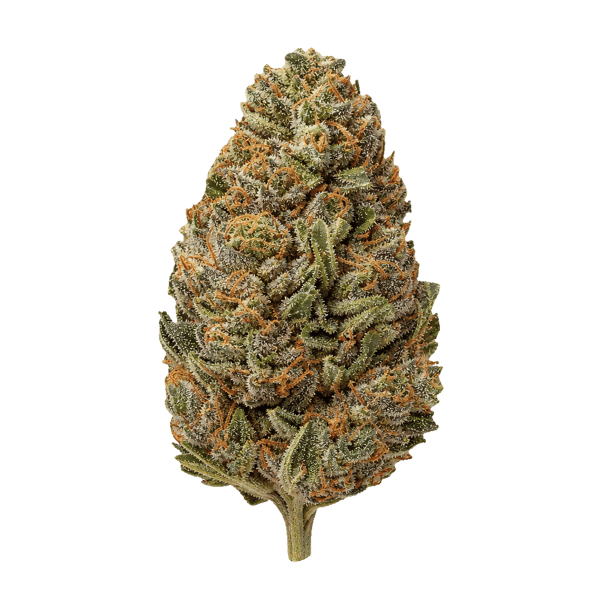 Bathera 24/1 DB Donny Burger Online Kaufen