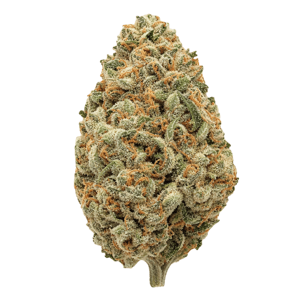 NICE 24/1 LVC Lava Cake Online Kaufen