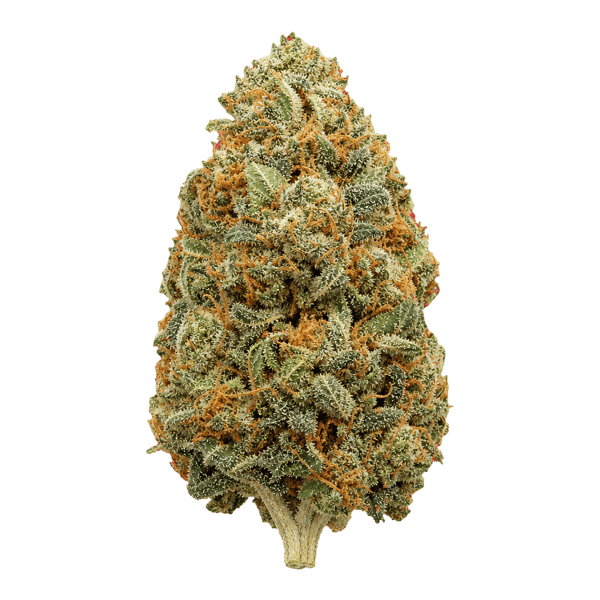 33/1 Amici AC Animal Cookies Online Kaufen