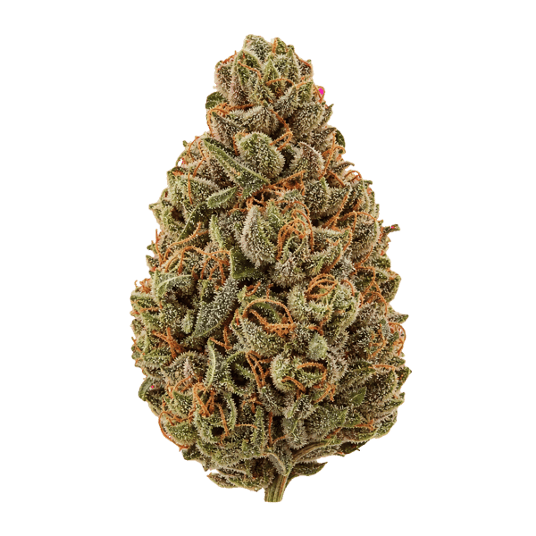 NICE 28/1 LPP Lavender x Power Plant Online Kaufen