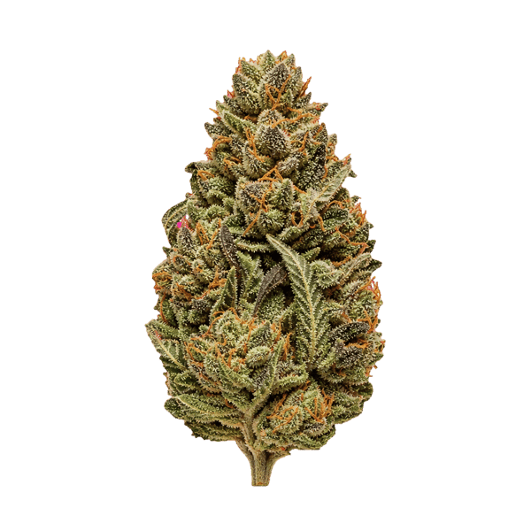 APEX GEP PT 30/1 Gelato Poison Online Kaufen