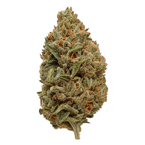 Organic Sweetgrass TQN 27/1 Triangle Queen Online Kaufen