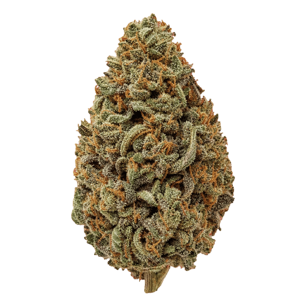 Bathera 33 CA GB2 Garlic Breath 2.0 Online Kaufen