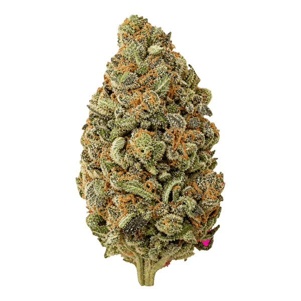 ZOIKS 26/1 ALM Alienmax Online Kaufen