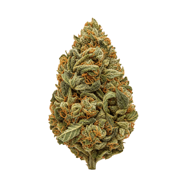 30/1 AMICI GROG Grape OG Online Kaufen