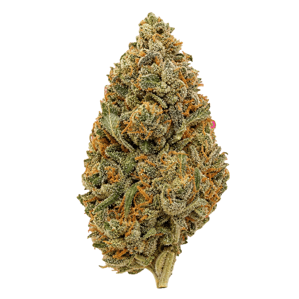 Cannamedical Hybrid forte SA Blunicorn Online Kaufen