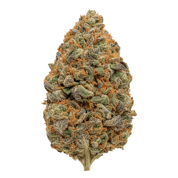 Sitka Legends 24/1 RUH Ruby Haze Online Kaufen
