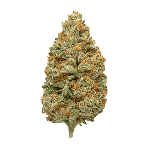 Wellford Aeroponic 30/1 ZA CAP Candy Pave Online Kaufen