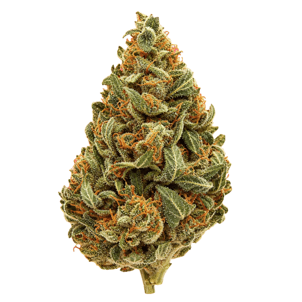 HiDealz 24/1 MS PAB Papaya Bomb smalls Online Kaufen
