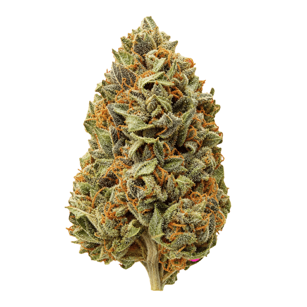 28/1 Amici BH Blueberry Headband Online Kaufen