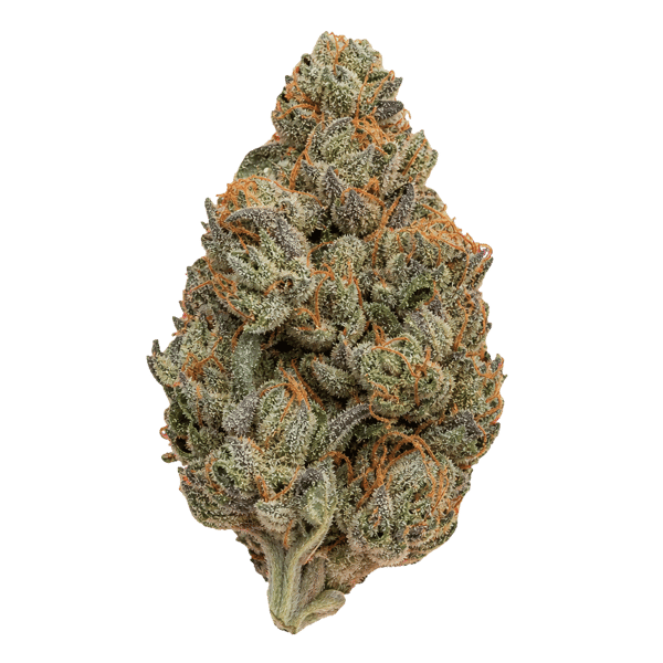Sinceritas Sativa Verum 24/1 BG Online Kaufen