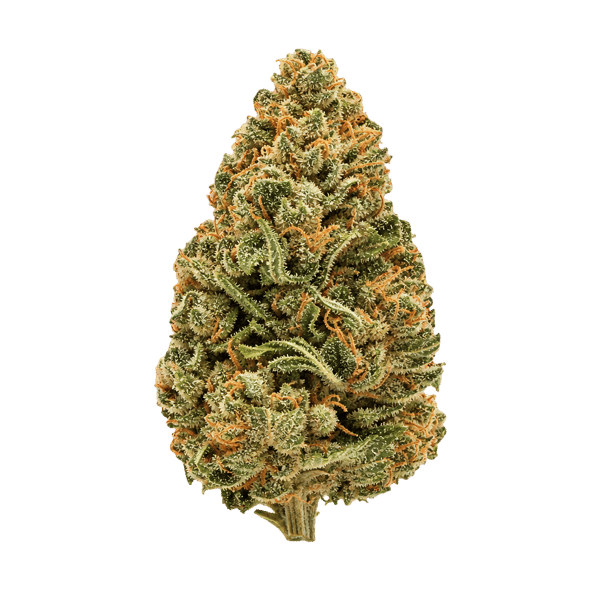 Bathera 28/1 GZ Gelonade Z Online Kaufen