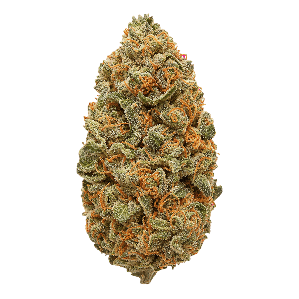 Huala 25/1 CA OSB Orange Sherbet Online Kaufen