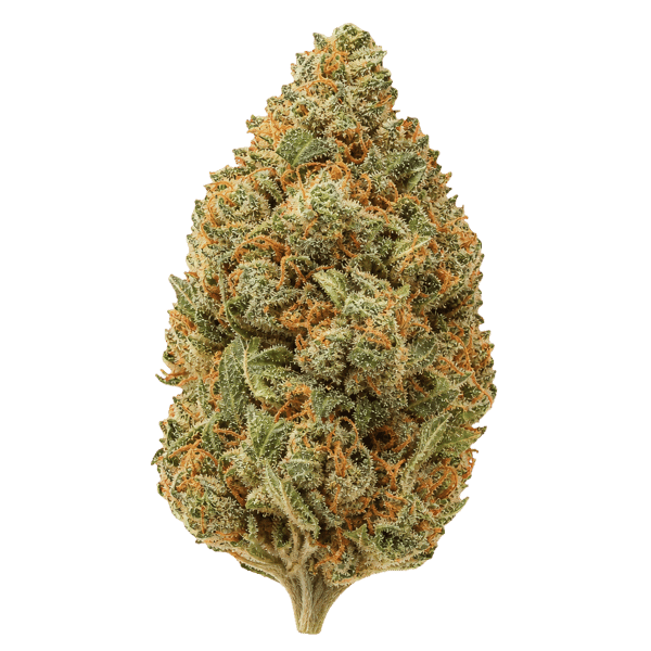 Medical Saints 21/1 MC1 MAC 1 Online Kaufen