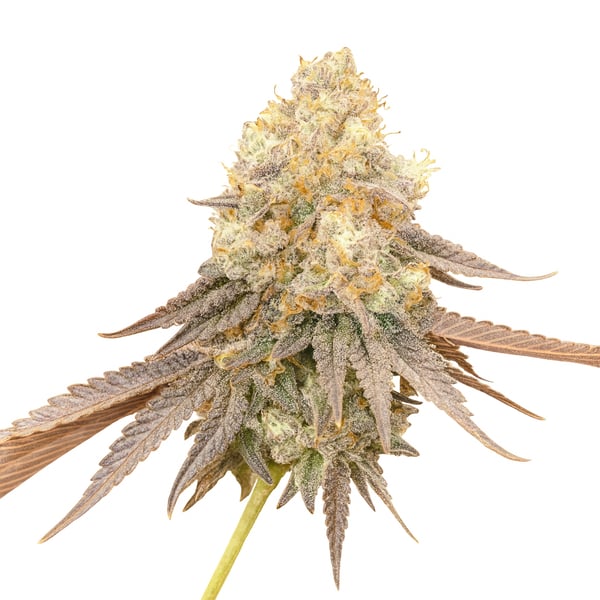 Gelato x Orange Cake