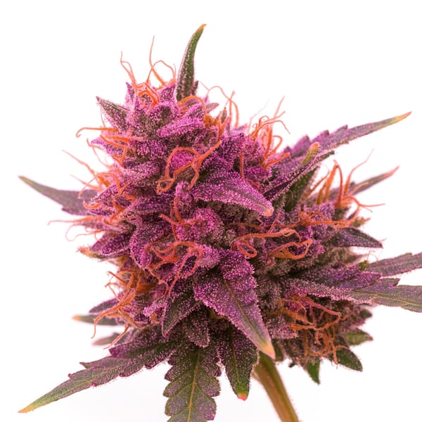 Pink Diesel