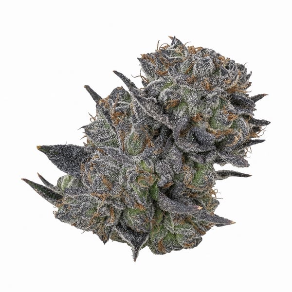 Gastro Pop Cannabis Strain